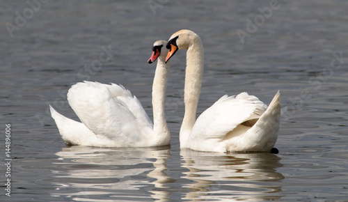 Pair of Mute Swans performing the mating dance on the River Danube at Zemun in the Belgrade, Serbia.