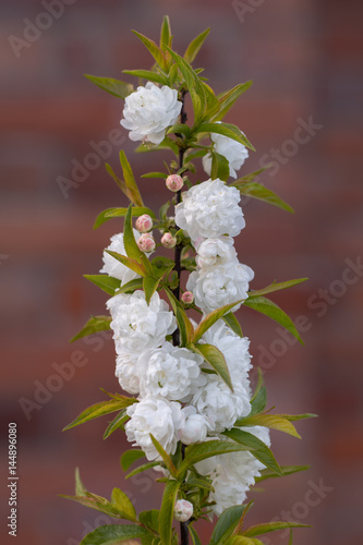 Chinese Bush Cherry Prunus Glandulosa Alba Plena Blossom On Ornamental Shrub In The Family Rosaceae Native To China Aka Chinese Plum And Dwarf Flowering Almond Stock Photo Adobe Stock
