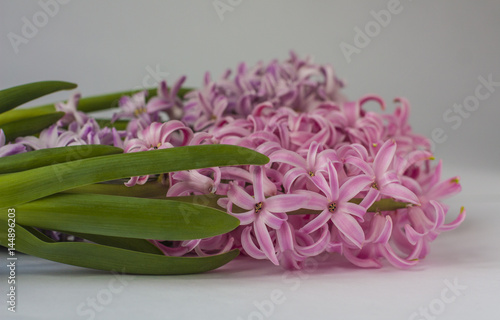 Blooming pink  Hyacinth. bokeh background