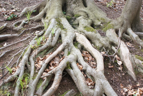 Wurzeln eines Baumes © Knut