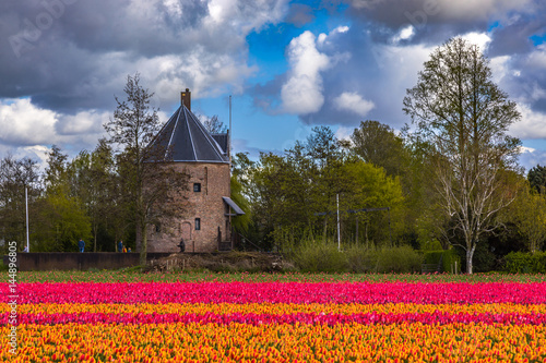 Beautiful tulip fields in Lisse in the Netherlands. This fields are near the Keukenhof and the best season for tulips are April and May.