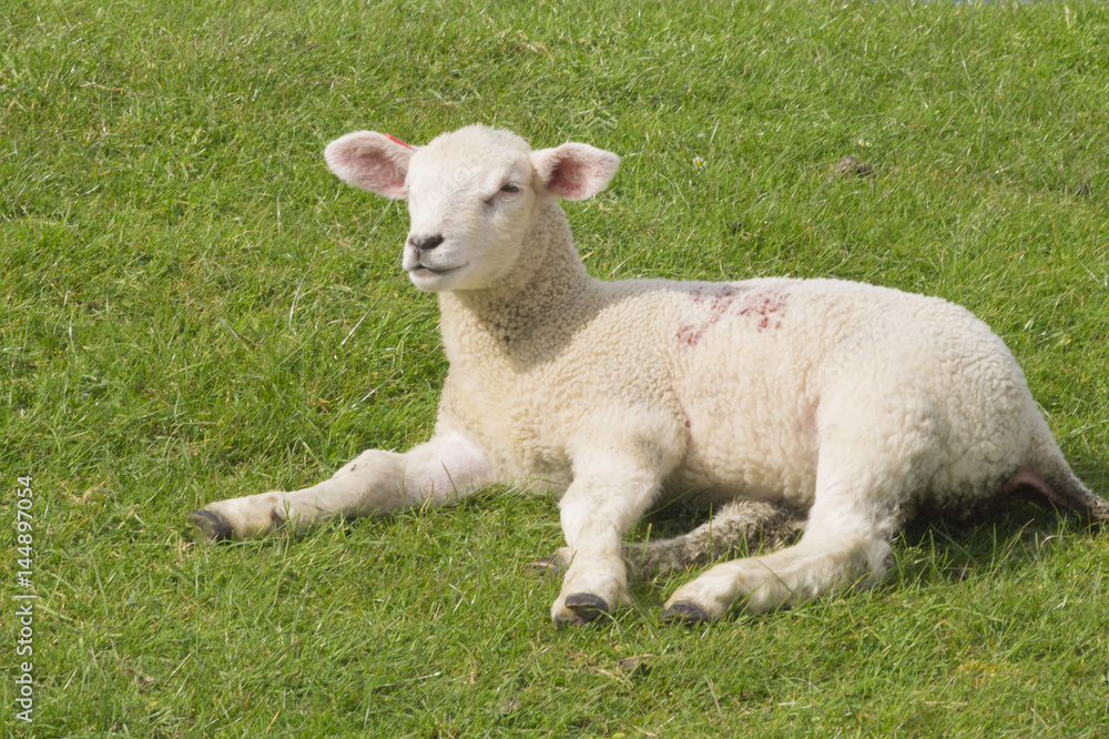 Lamb and a sunny day