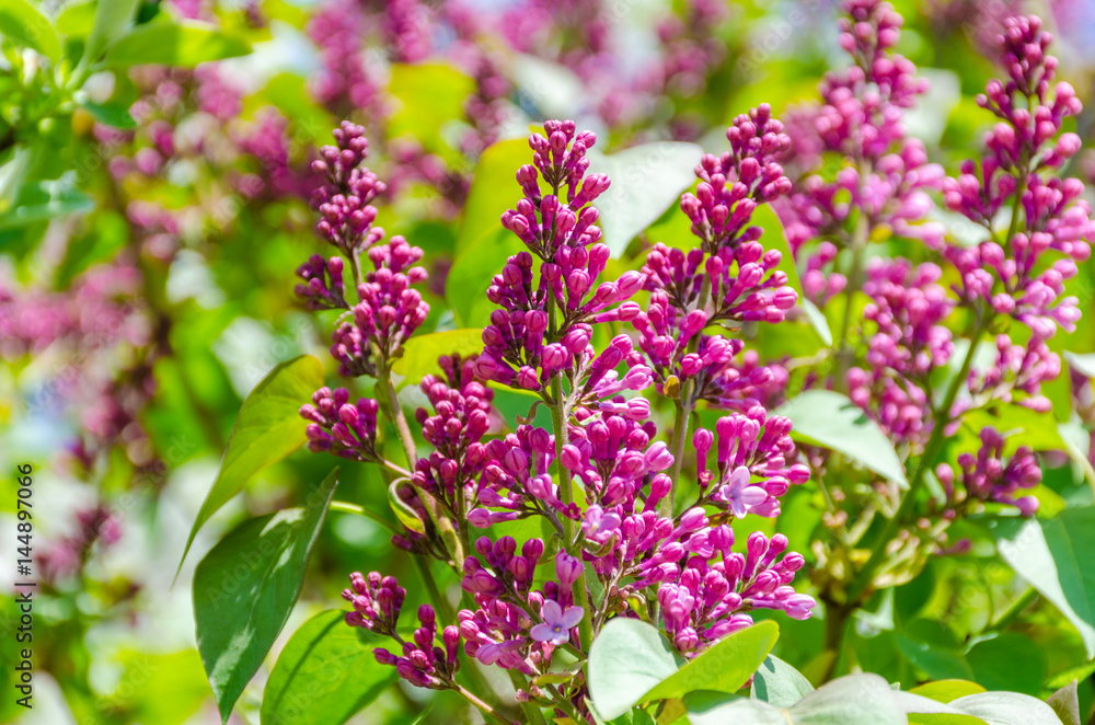 Purple lilac bush blooming. Purple lilac bush blooming.