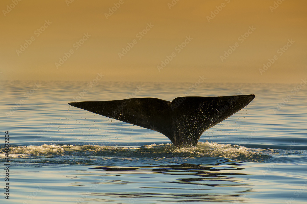 Fototapeta premium Right whale, Patagonia , Argentina