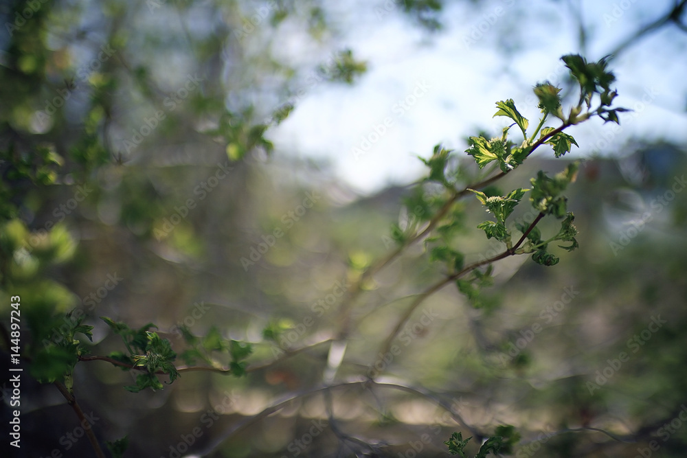 young green leaves spring background young green leaves spring background