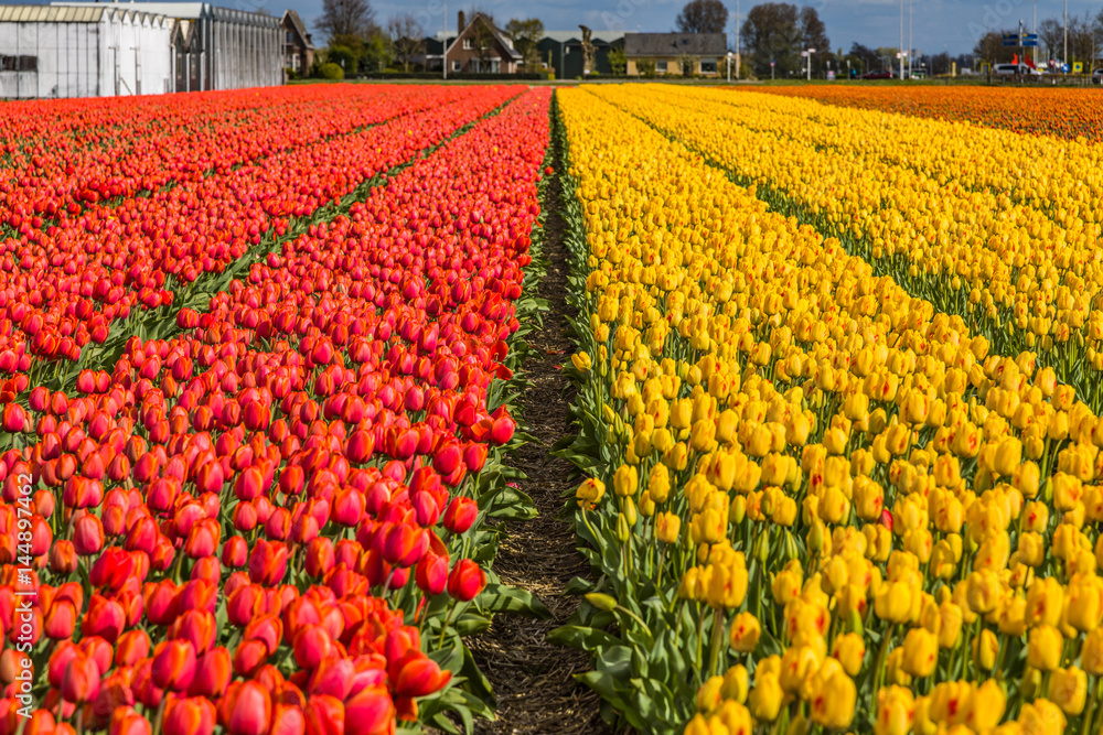 Beautiful tulip fields in Lisse in the Netherlands. This fields are near the Keukenhof and the best season for tulips are April and May.
