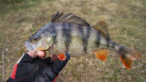 Fishing, perch on the hook.