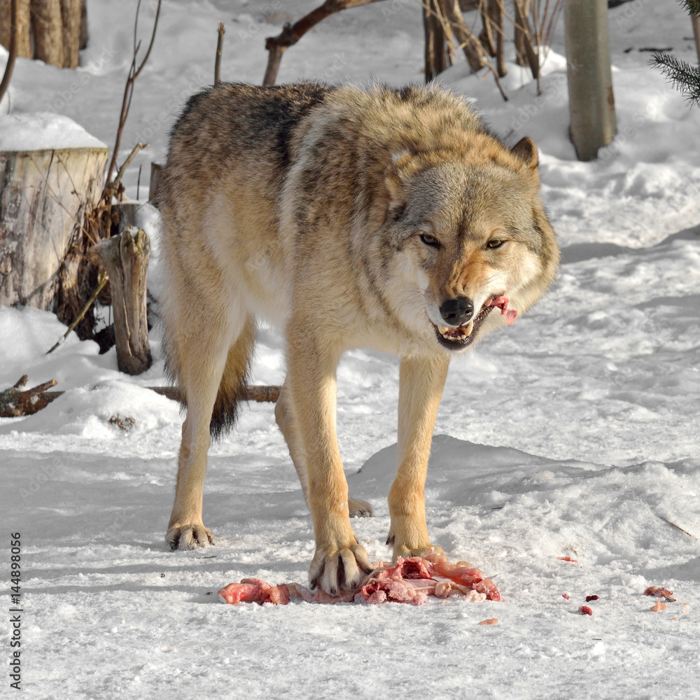 Naklejka premium Grey Wolf (Canis lupus) eats meat