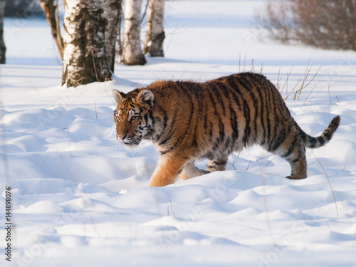 Panthera tigris altaica - Amur tiger walking in the snow. Action wildlife scene with danger animal