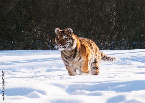 Running and hunting Siberian tiger in wild winter nature - Panthera tigris altaica © sci