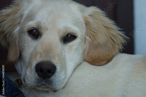 Puppy dog, golden retriever puppy, labrador © mashiro2004