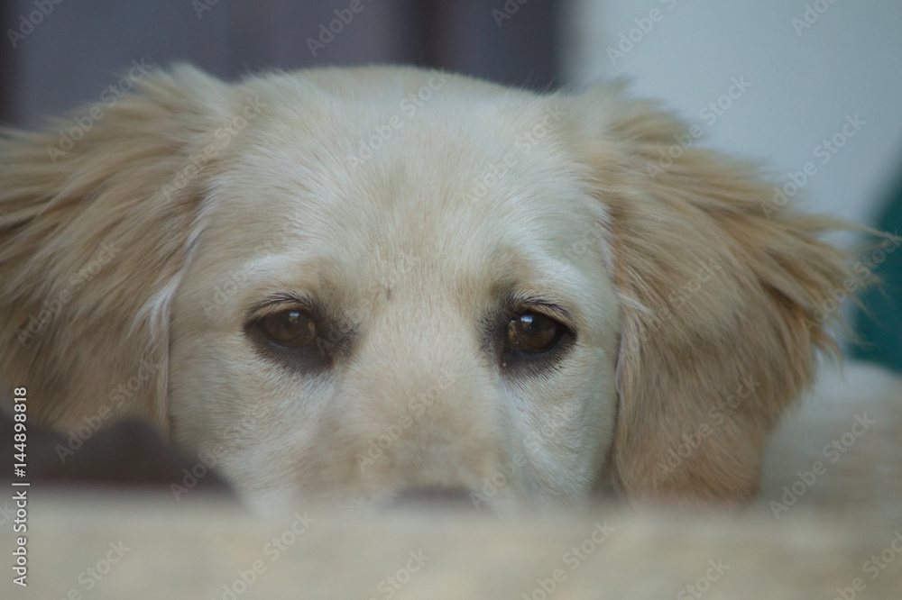 Puppy dog, golden retriever puppy, labrador Puppy dog, golden retriever puppy, labrador