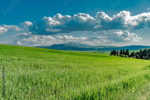 Panorama of green val d orcia hills in tuscany italy in spring  land of red wine and cypresses