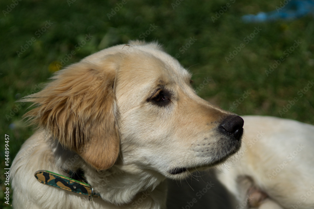 Puppy dog, golden retriever puppy, labrador