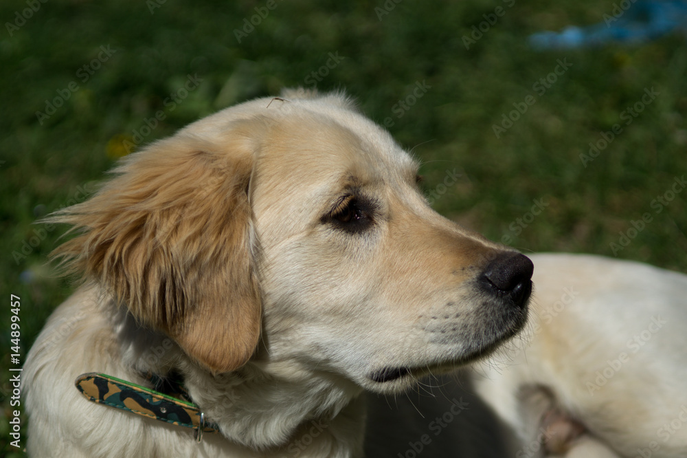Puppy dog, golden retriever puppy, labrador Puppy dog, golden retriever puppy, labrador