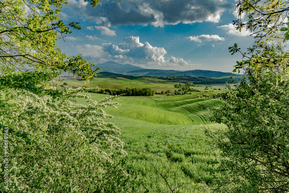 Obraz premium stunning landscape of green hills of the Val d'Orcia in Tuscany, the land of wine brunello of the city of Siena and Montalcino
