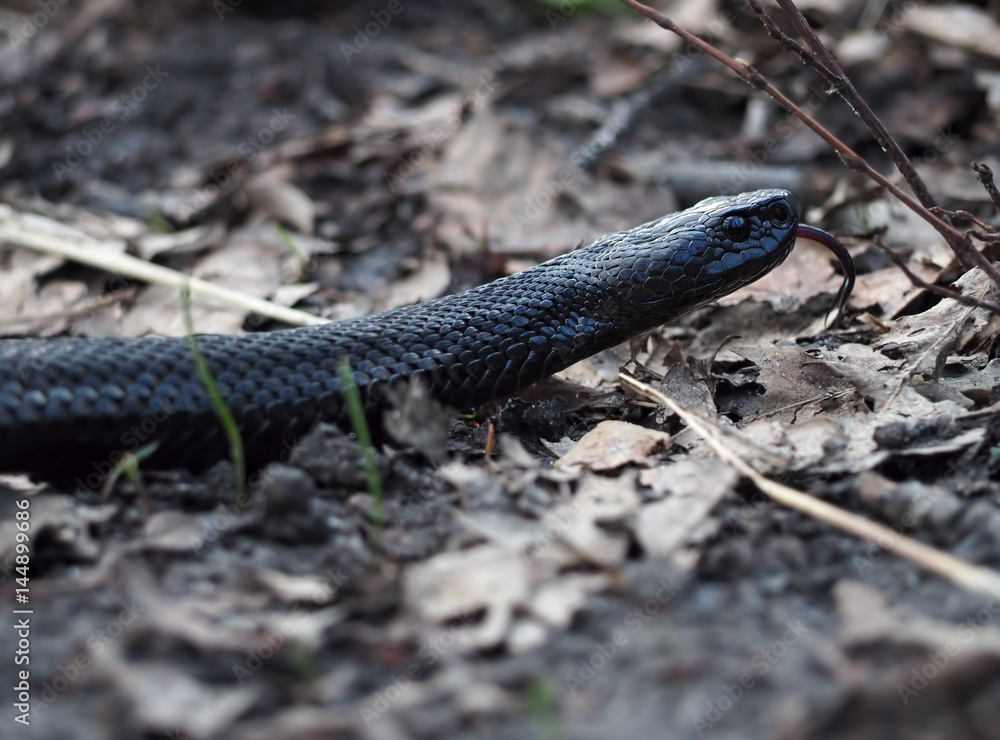 Obraz premium Snake black creeps on leaves at forest