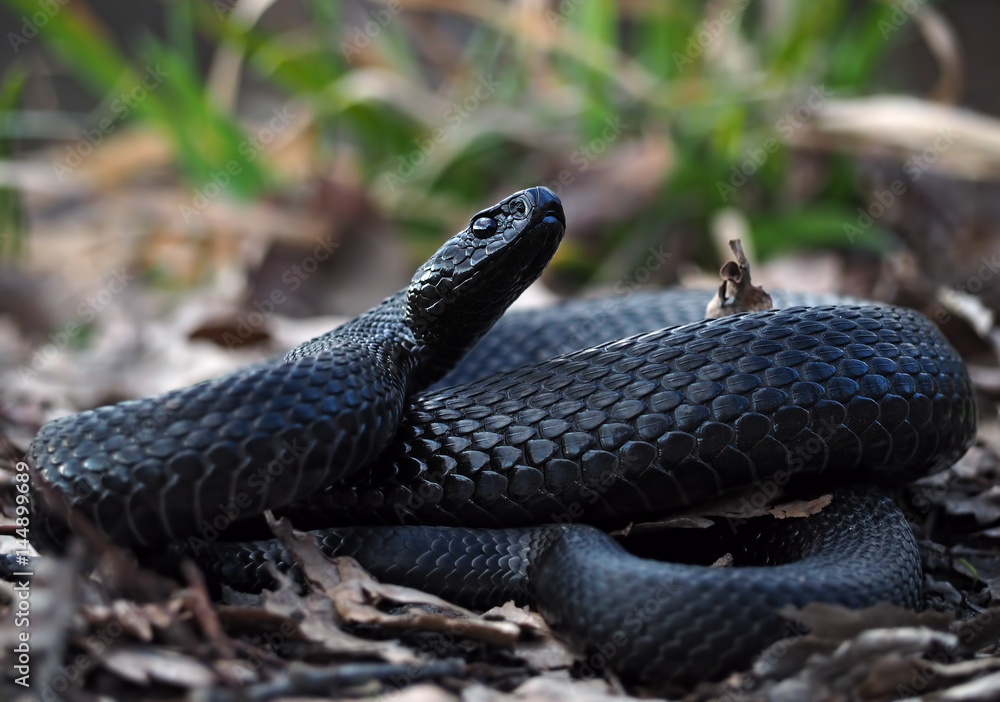 Snake black creeps on leaves at the grass