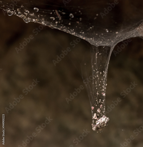 Spinnengewebe © Harald