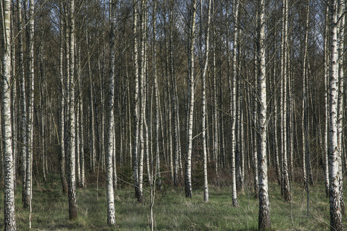 Birch Trunks
