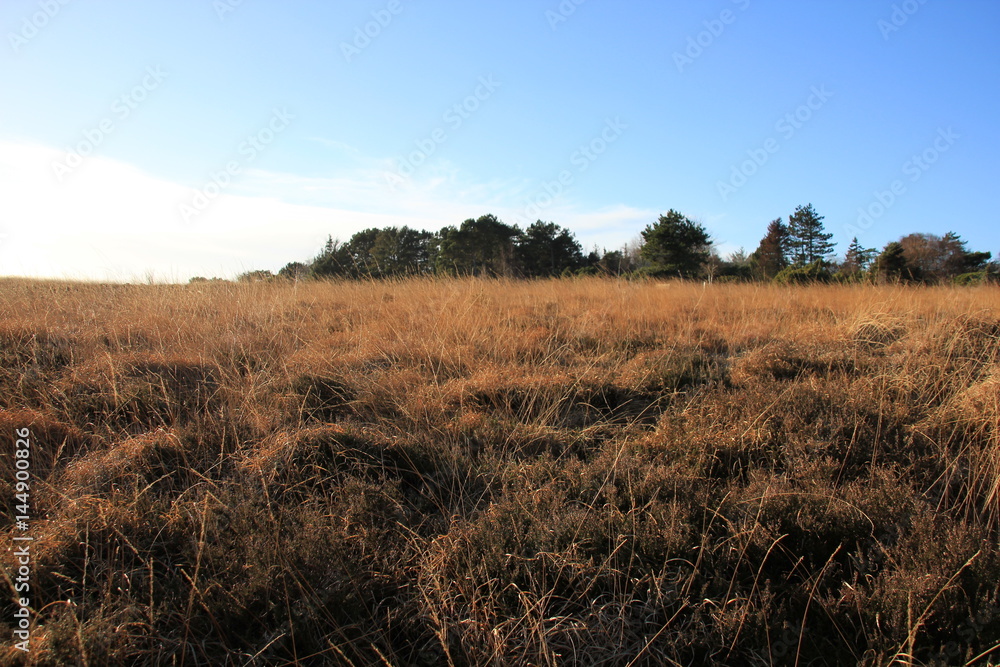 Fototapeta premium Feld