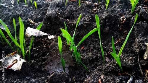 Wheat gnature, agriculture, plant, farm, fresh, leaf, green, field, grass, season, seedling, new, sprout, cereal, outdoor, spring, wheat, crop, young, food, barley, naturerm in the field. Early spring photo