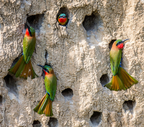 Big colony of the Bee-eaters in their burrows on a clay wall. Africa. Uganda. An excellent illustration.