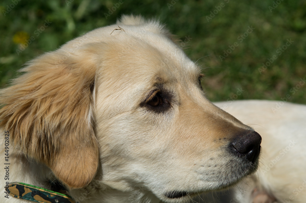 Puppy dog, golden retriever puppy, labrador