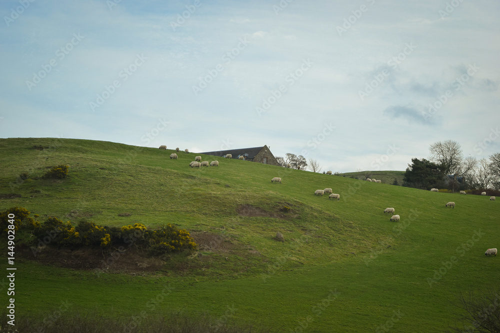 Fototapeta premium Schafe, Wiese, Schaf, Lamm, England, Schottland, Haus, Alt, Grassen, Grass