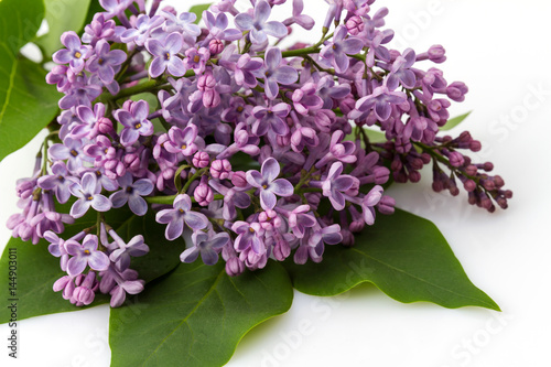 Flowers lilacs isolated on white background