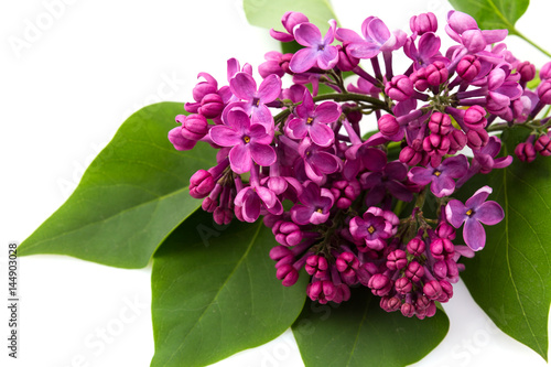 Flowers lilacs isolated on white background