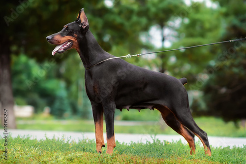 Portrait of a dog's exhibition stand. Doberman in the Park on a leather slip lead is obedience