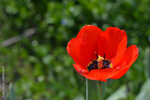 Red tulip  selective focus