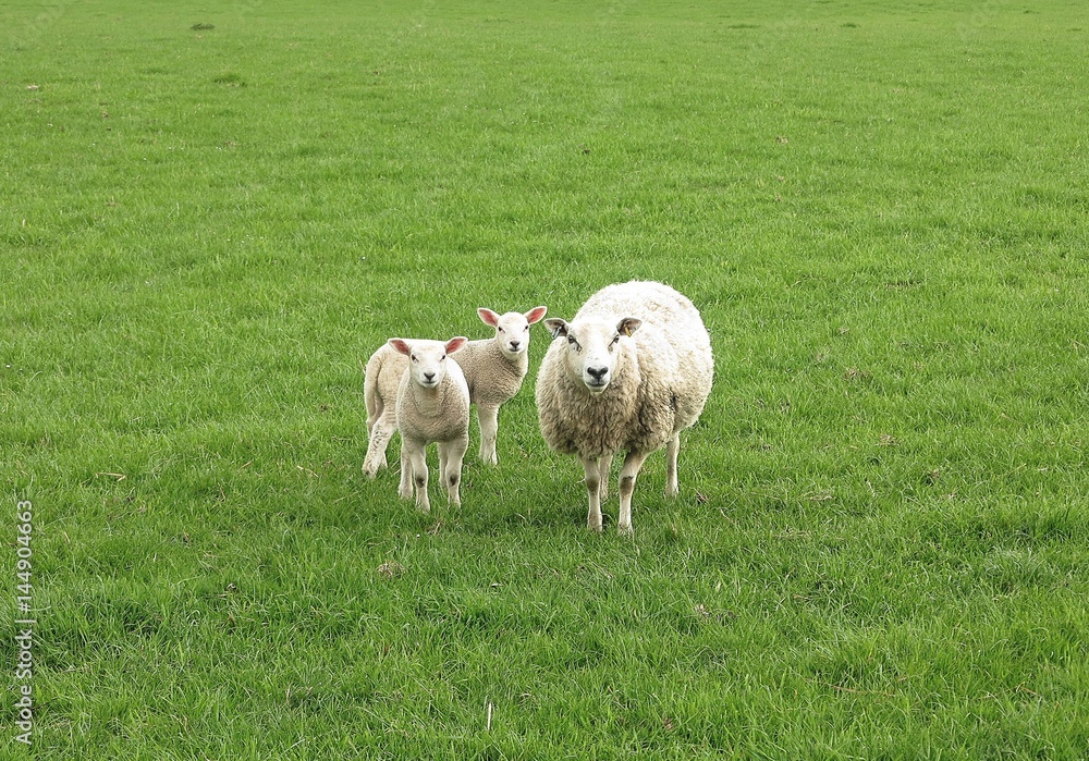 Three sheep grazing on meadows in Scotland. Three sheep grazing on meadows in Scotland.