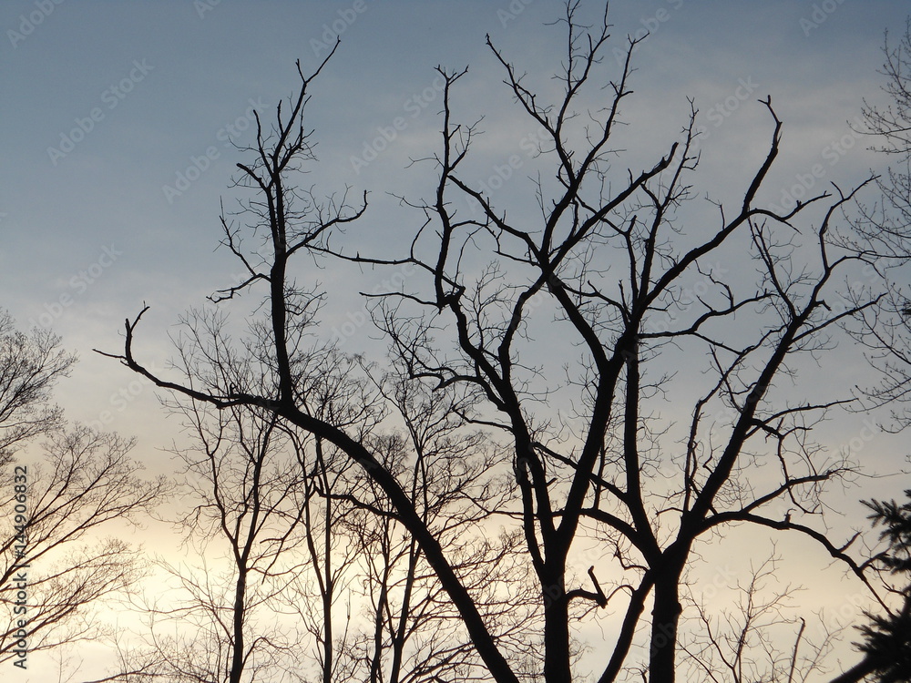 tree tree