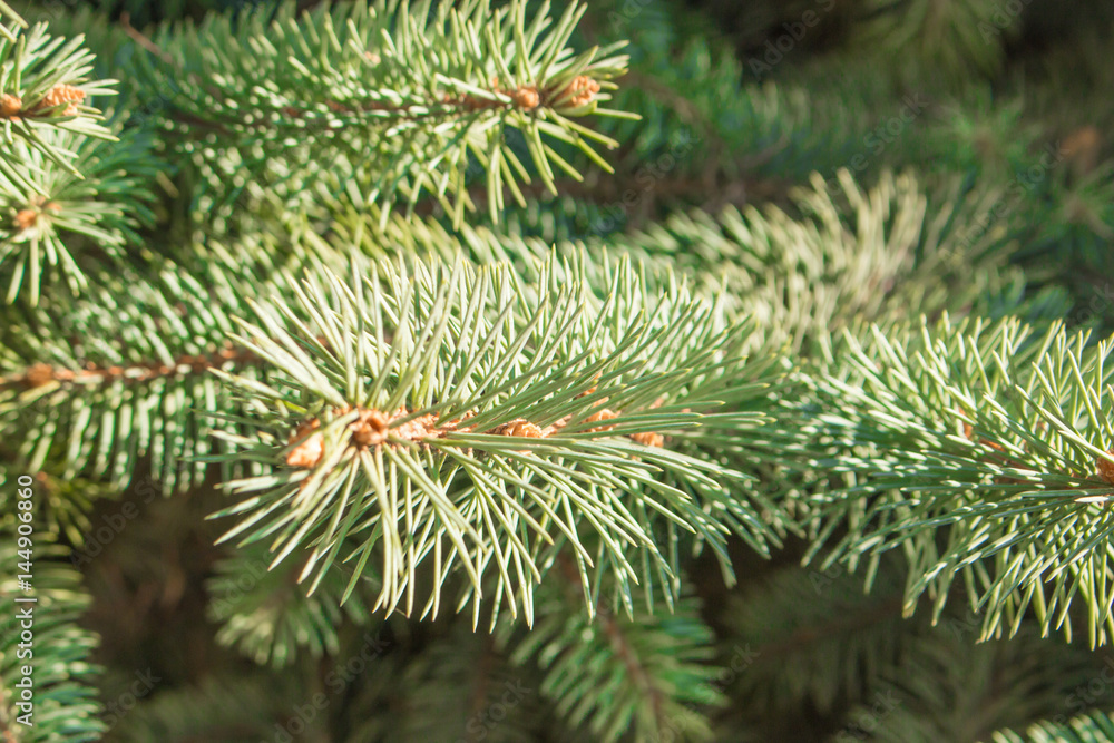 Fir branch with a small young cone macro