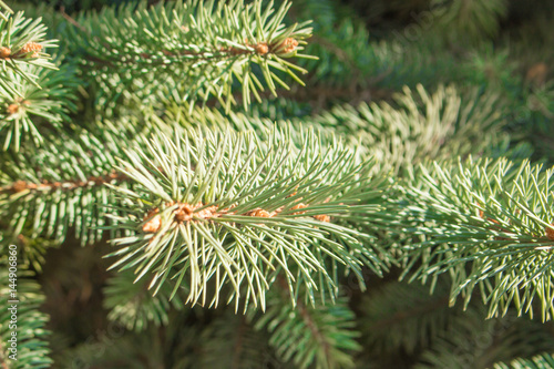 Fir branch with a small young cone macro