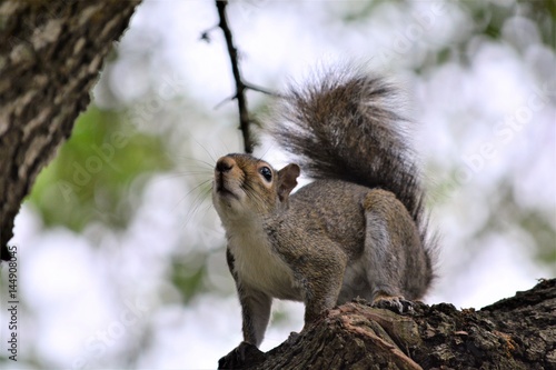 Photography Curious Squirrel