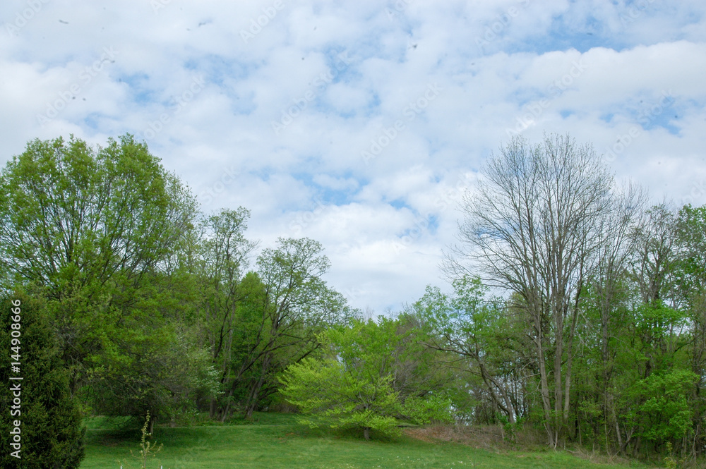 Fototapeta premium SPRING TIME IN THE PARK