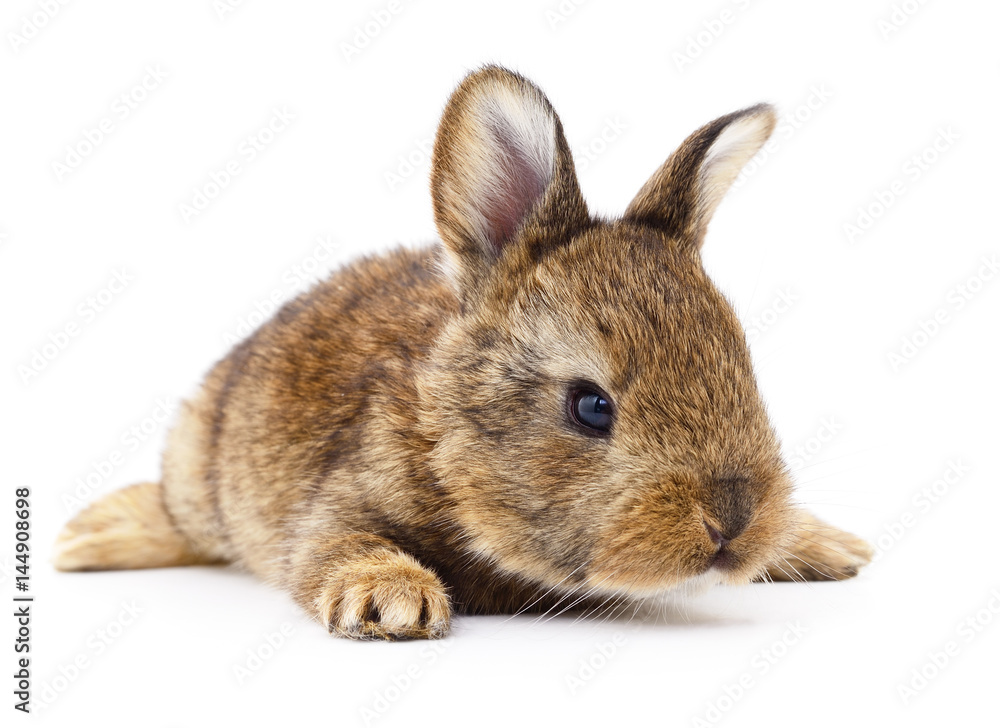 Brown bunny rabbit. Brown bunny rabbit.