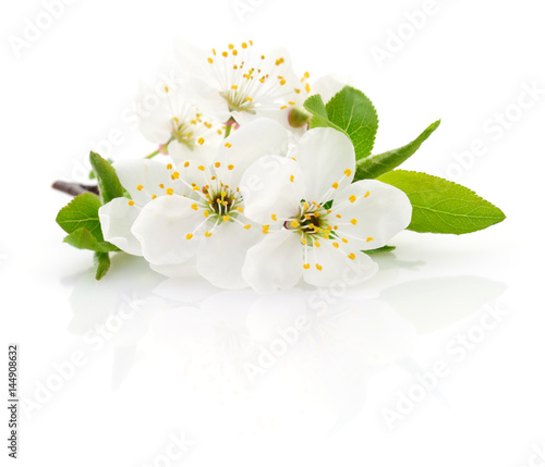 Cherry flower on white