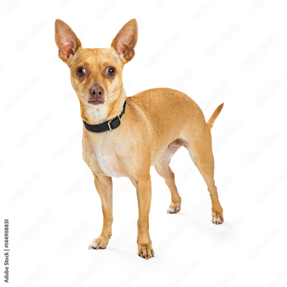 Tan Chihuahua Standing Isolated