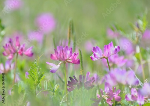 Pretty flowers of Chinese milk vetch © askaflight