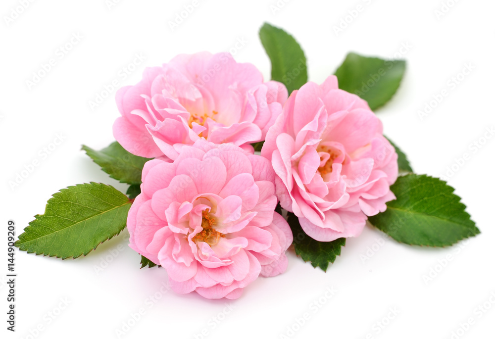 Fototapeta premium Beautiful pink roses.