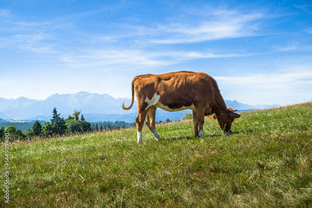 Młoda krowa pasąca się łące w tle góry Tatry