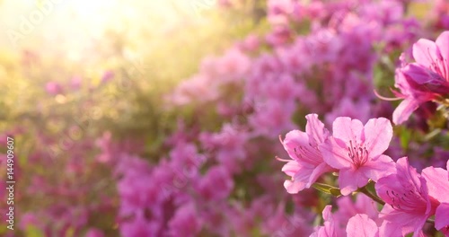 Beautiful garden with fantastic back light.