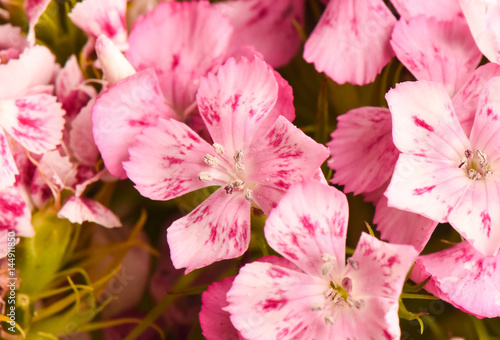 Photos Closeup pink Dianthus flower ( Dianthus chinensis ) in garden.