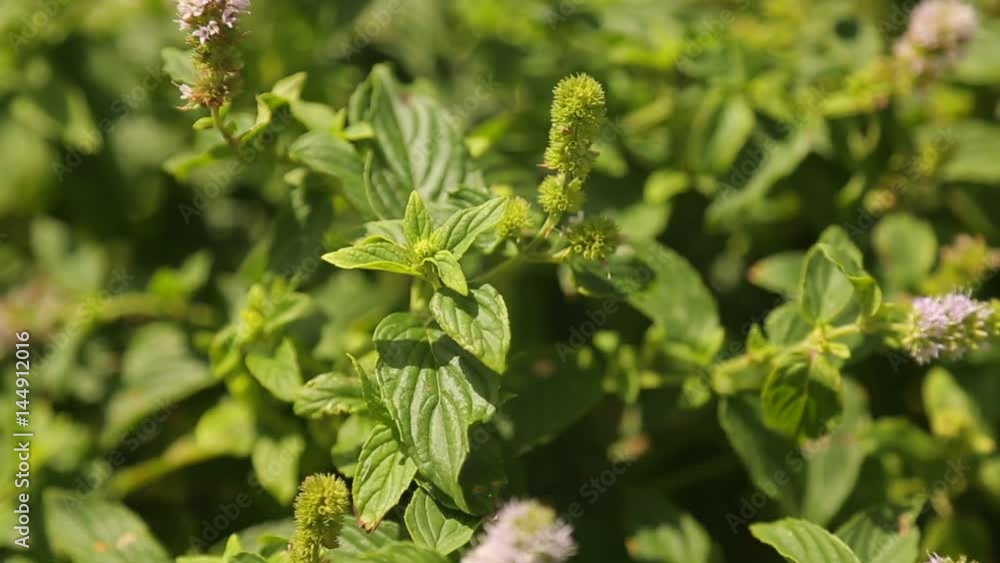 Peppermint Herbage in a vegetable patch Peppermint Herbage in a vegetable patch
