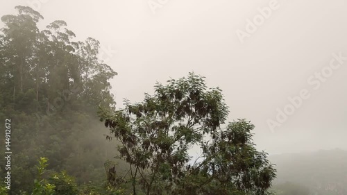 of a forest on Madeira photo