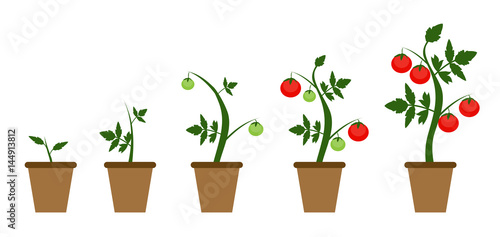 Garden Background Vector Illustration. Growing Bush of Tomatoes 
